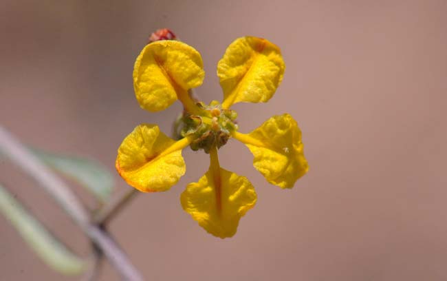 Cottsia gracilis, Slender Janusia, Southwest Desert Flora